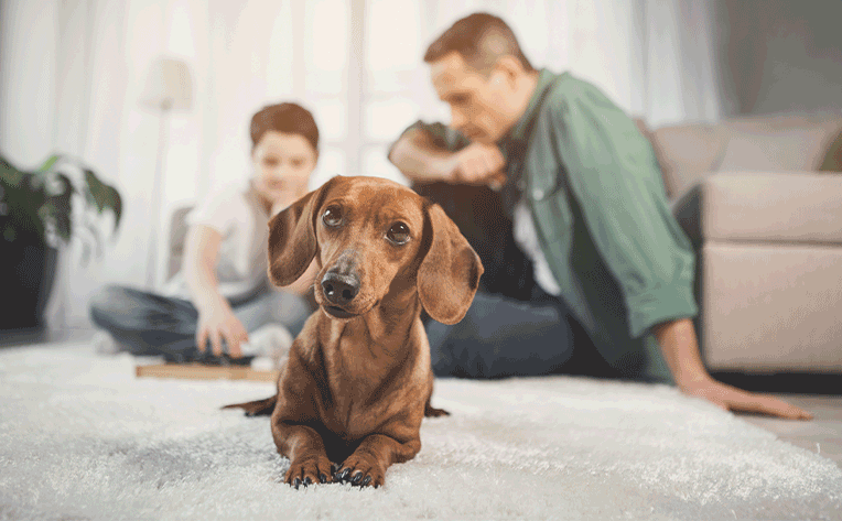 dog on gray carpet in living room with people behind the dog